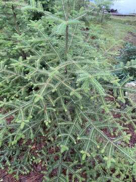 Imagem de Abies balsamea var. balsamea