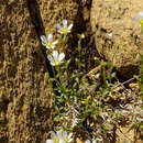 Image of mouse-ear chickweed