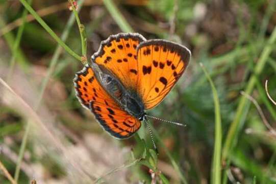 Image of Lycaena alciphron gordius