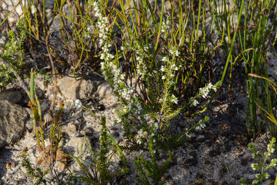 Image of Erica lasciva Salisb.