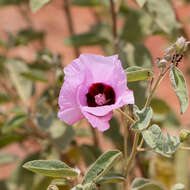 Image of Cienfuegosia australis (F. Müll.) K. Schum.