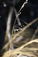 Image of pinyon ricegrass