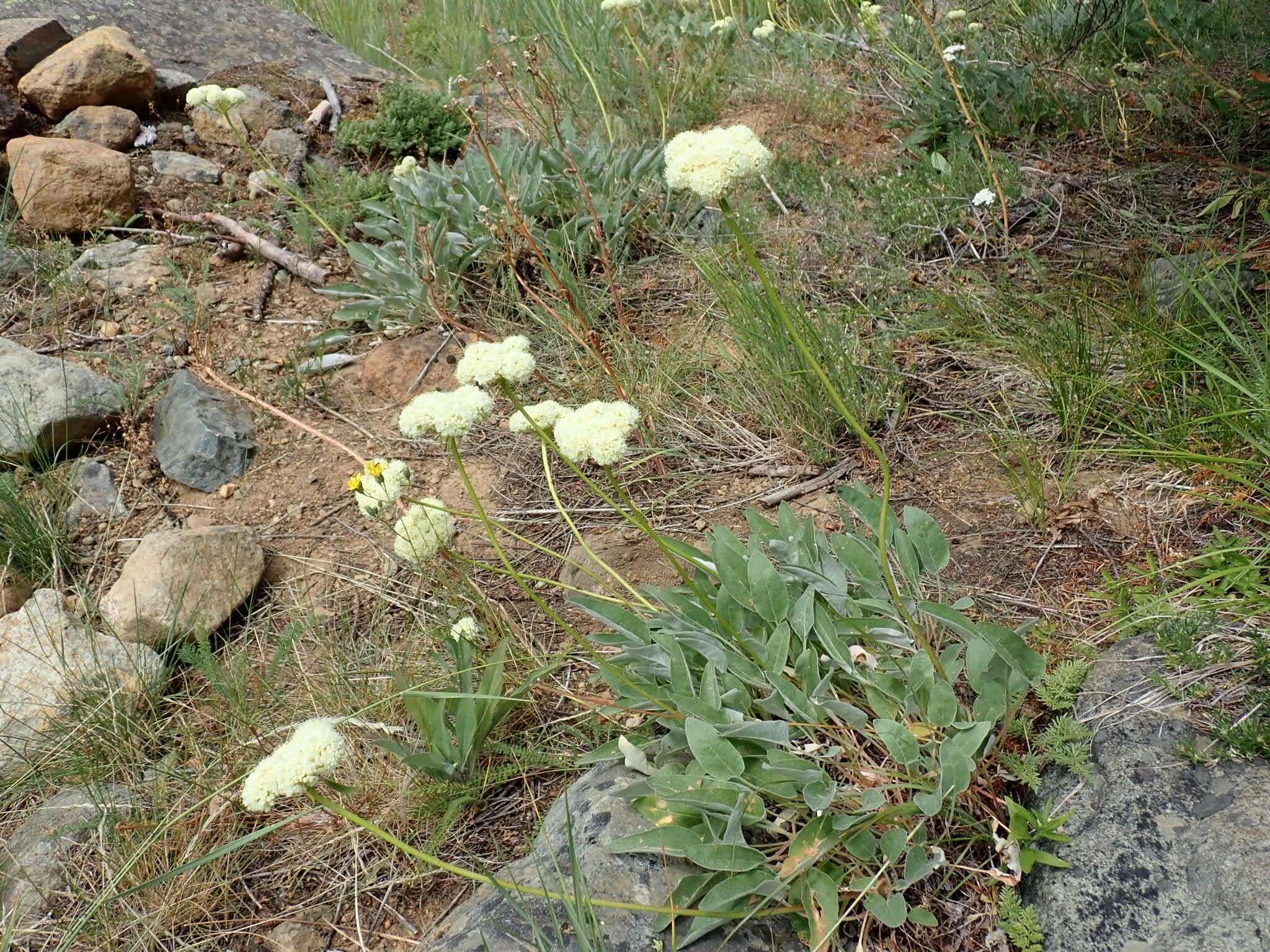 Image of arrowleaf buckwheat