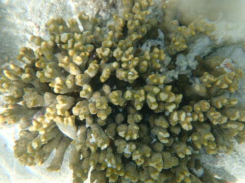 Image of pore coral