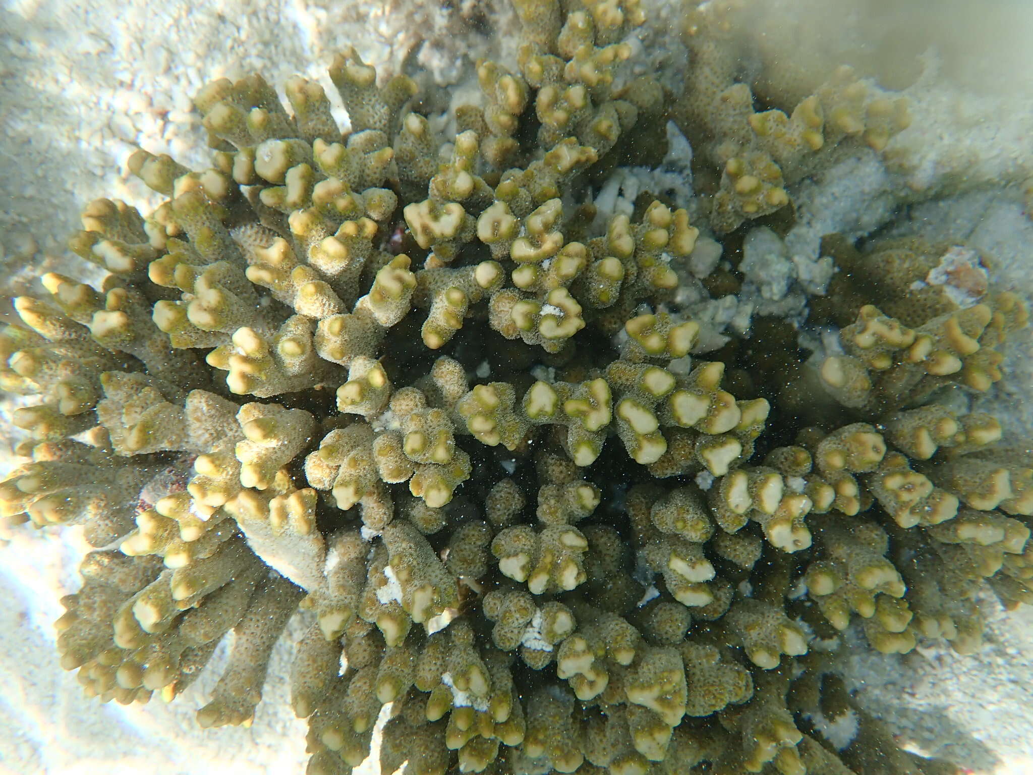 Image de Montipora digitata (Dana 1846)