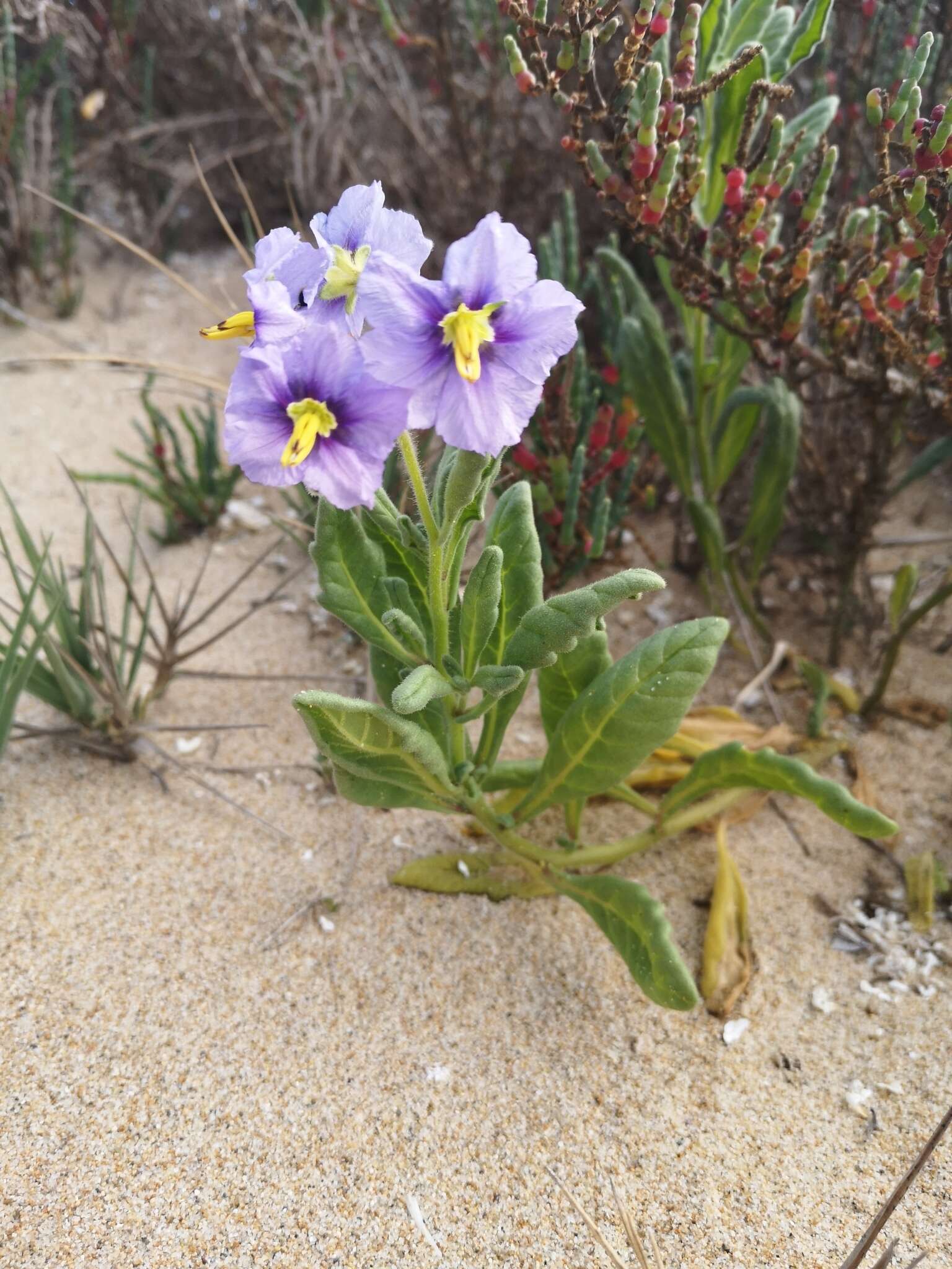 Image of Solanum indivisum Witasek ex J. R. Benn.