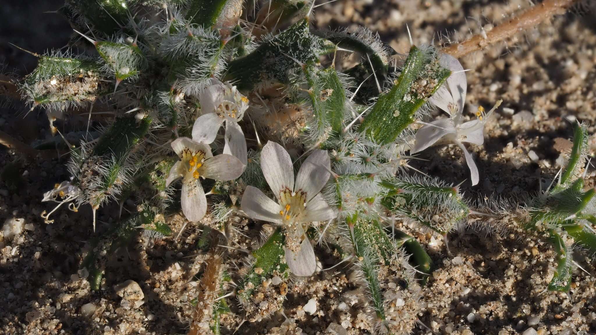 Image of Schott's calico