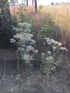 Eupatorium sullivaniae E. E. Schill.的圖片