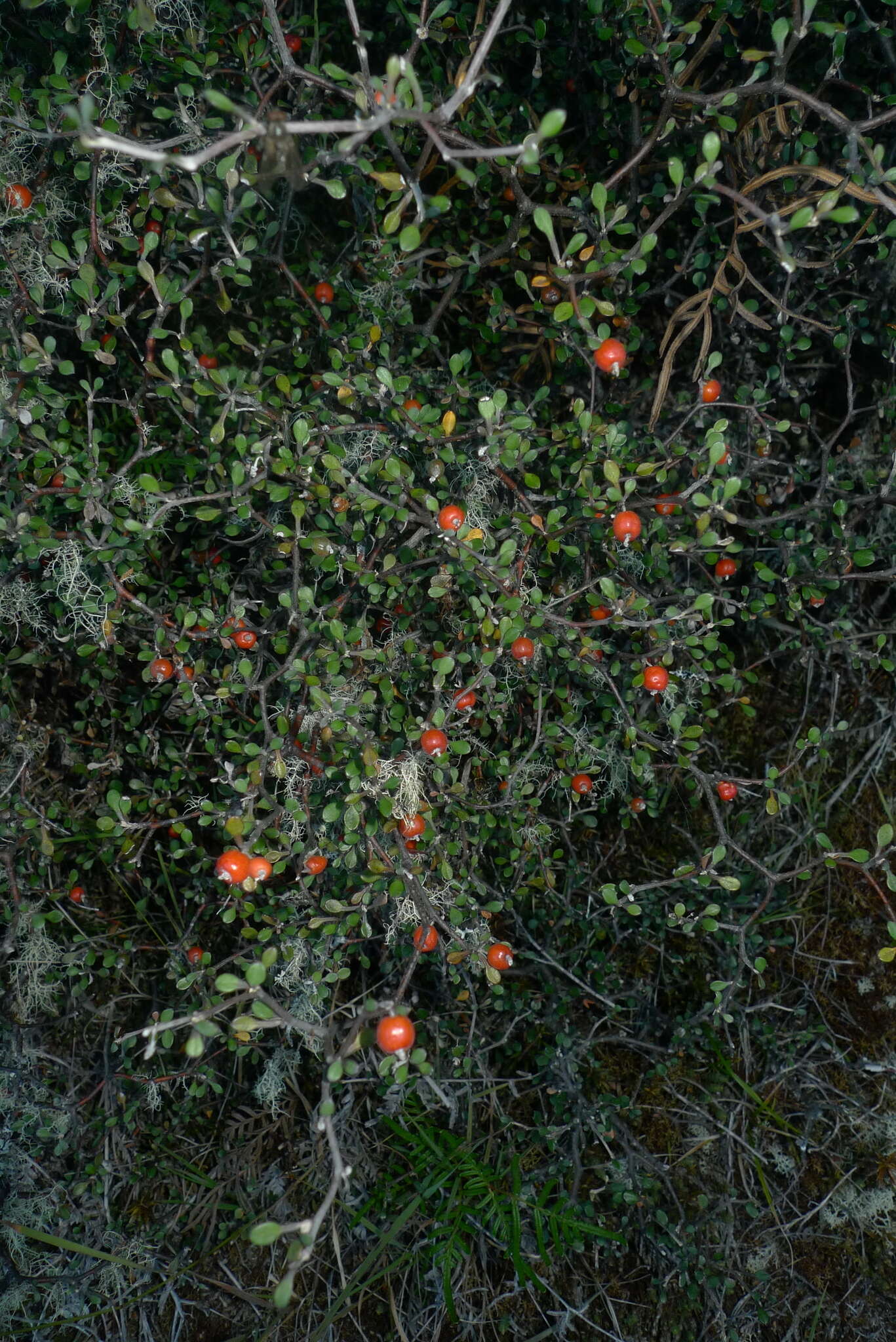 Image of Corokia