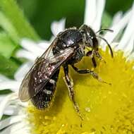 Image of Lasioglossum pectorale (Smith 1853)