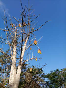 Image of Jacaratia mexicana A. DC.