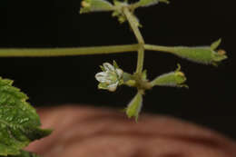 Image of Klaprothia fasciculata (K. Presl) M. S. Poston