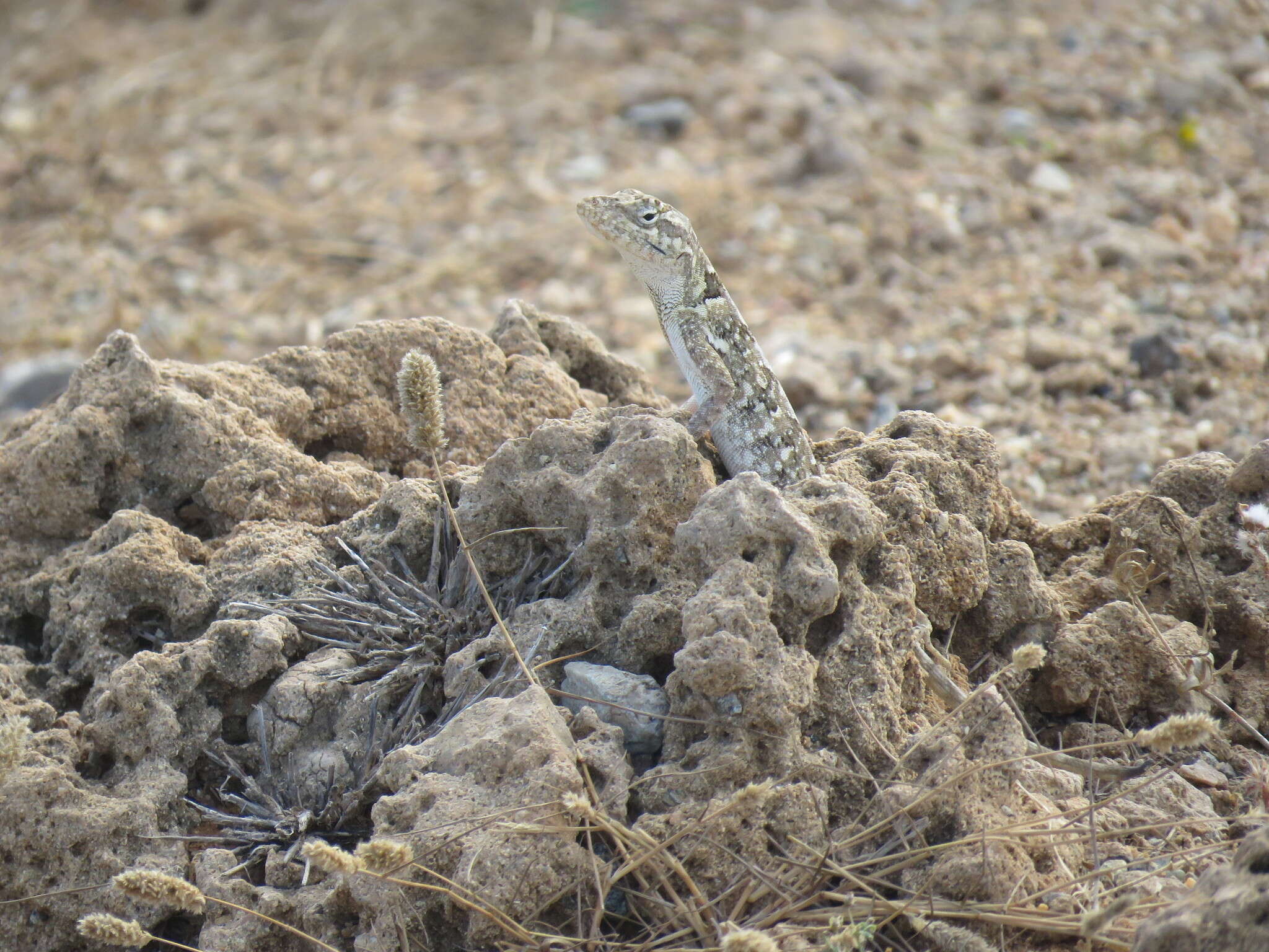 Image of Bulky Anole