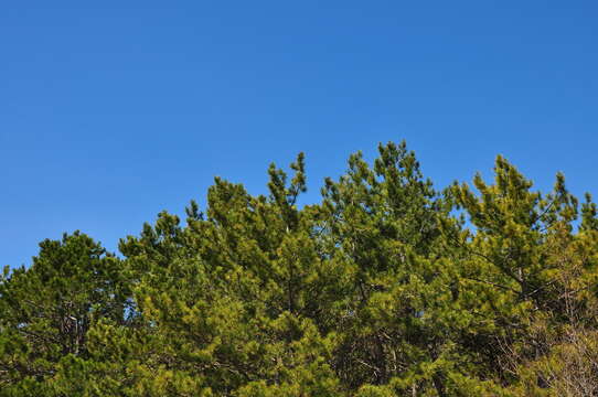 Image of Pinus nigra subsp. pallasiana (Lamb.) Holmboe