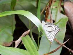 Image of Western Striped Albatross