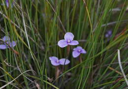 Image of Patersonia fragilis (Labill.) Asch. & Graebn.