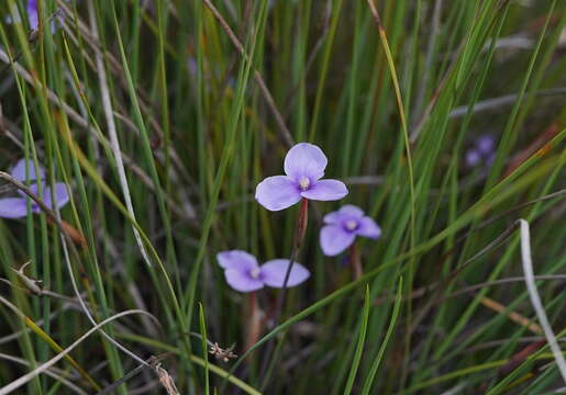 Imagem de Patersonia fragilis (Labill.) Asch. & Graebn.