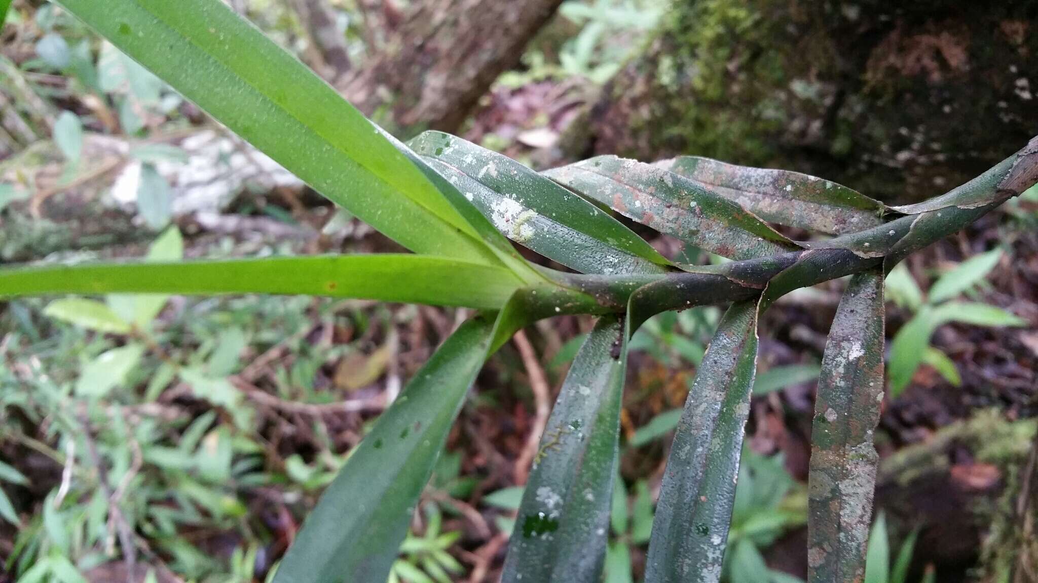 Image of Angraecum viguieri Schltr.