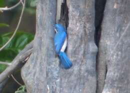 Image of Malaysian Blue Flycatcher