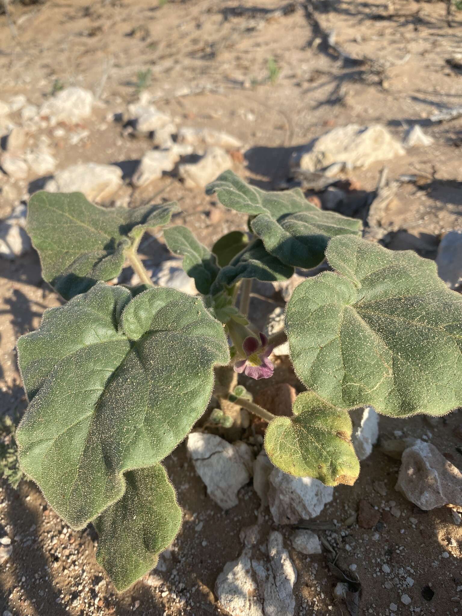 Image of sanddune unicorn-plant