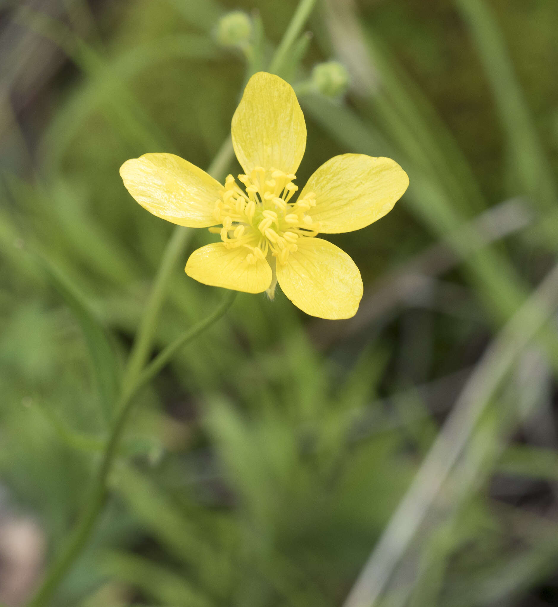 Image of Sacramento Valley Buttercup