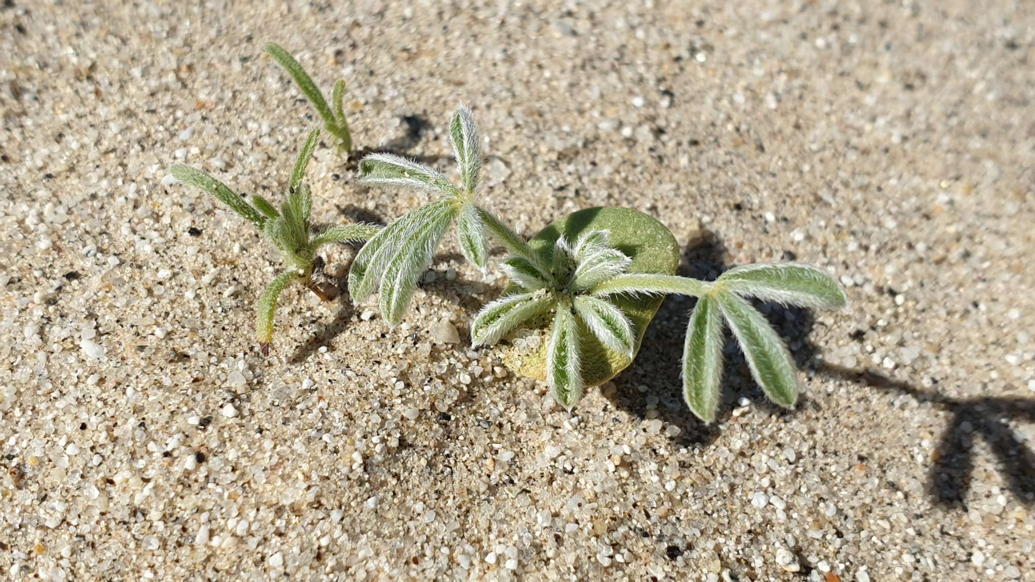 Image of purple desert lupine