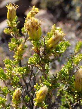 Image of Pteronia empetrifolia DC.