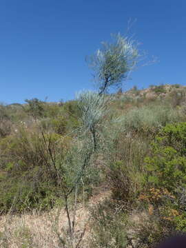 Image of Anginon paniculatum (Thunb.) B. L. Burtt