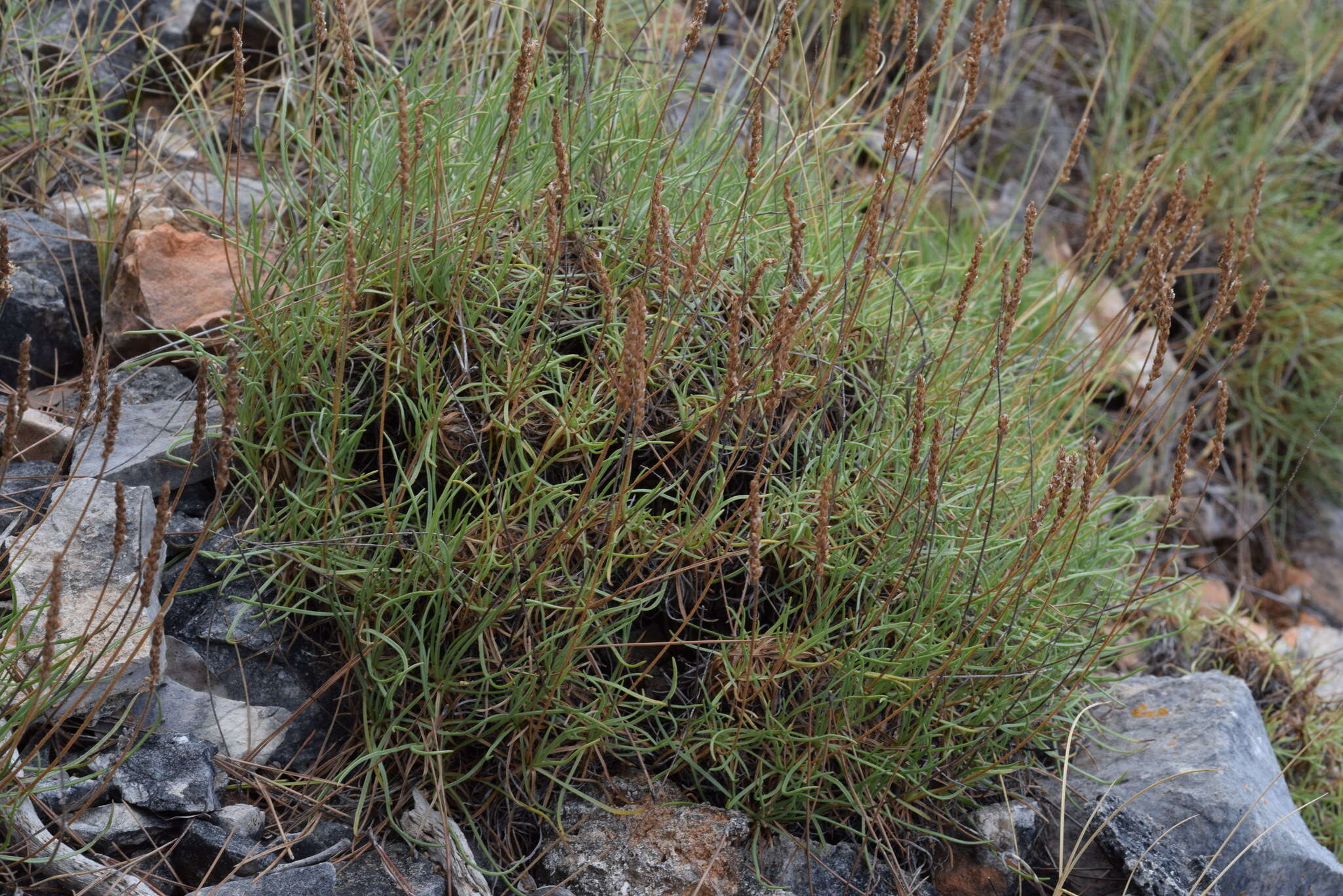 Image of Plantago subulata L.