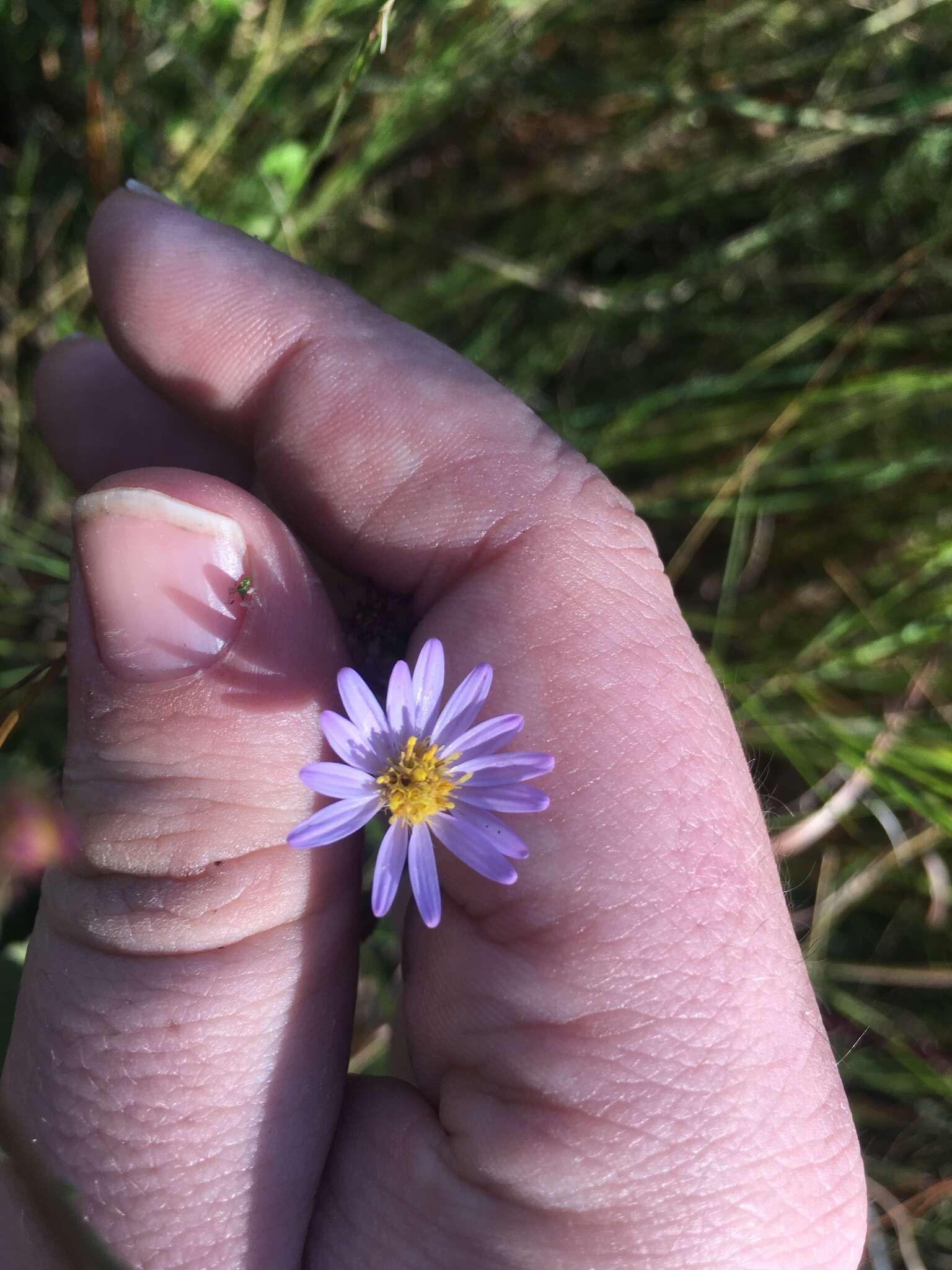 Image of scaleleaf aster