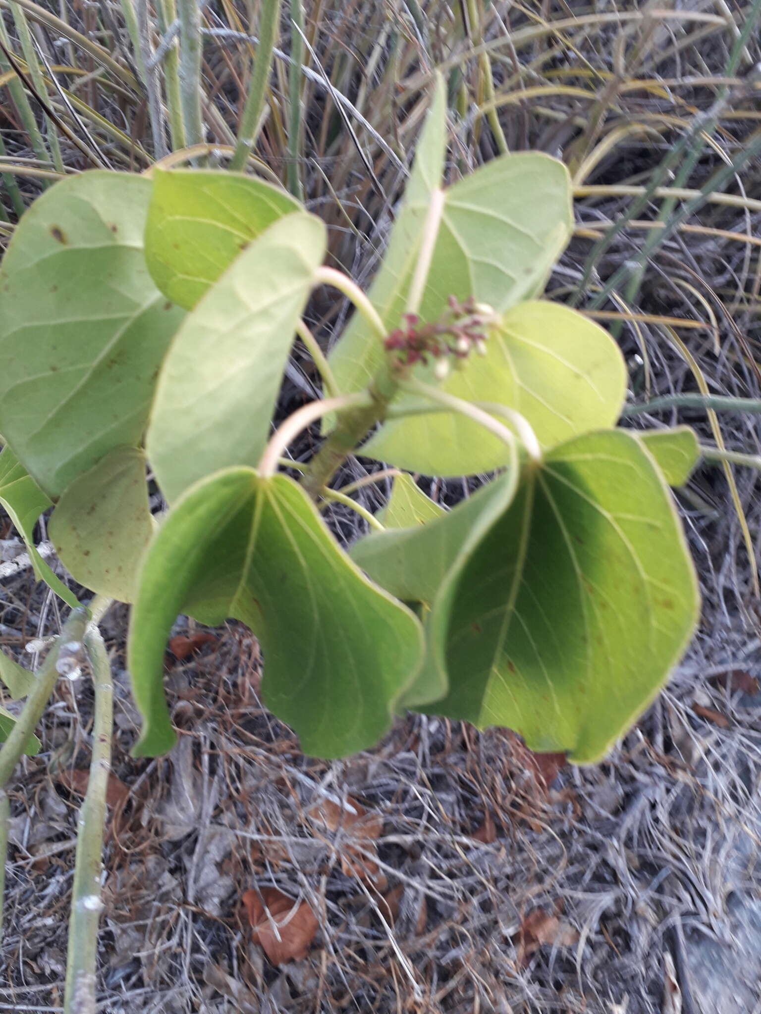 Image of Jatropha gaumeri Greenm.