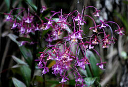 Image de Epidendrum laeve Lindl.