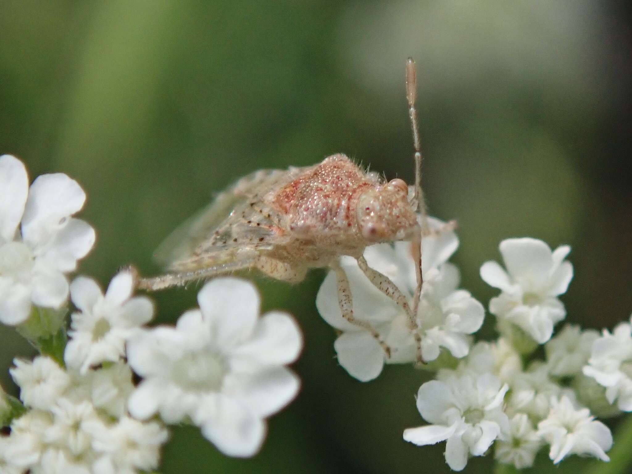 Image of Scentless plant bug