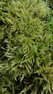 Image of hair-pointed feather-moss