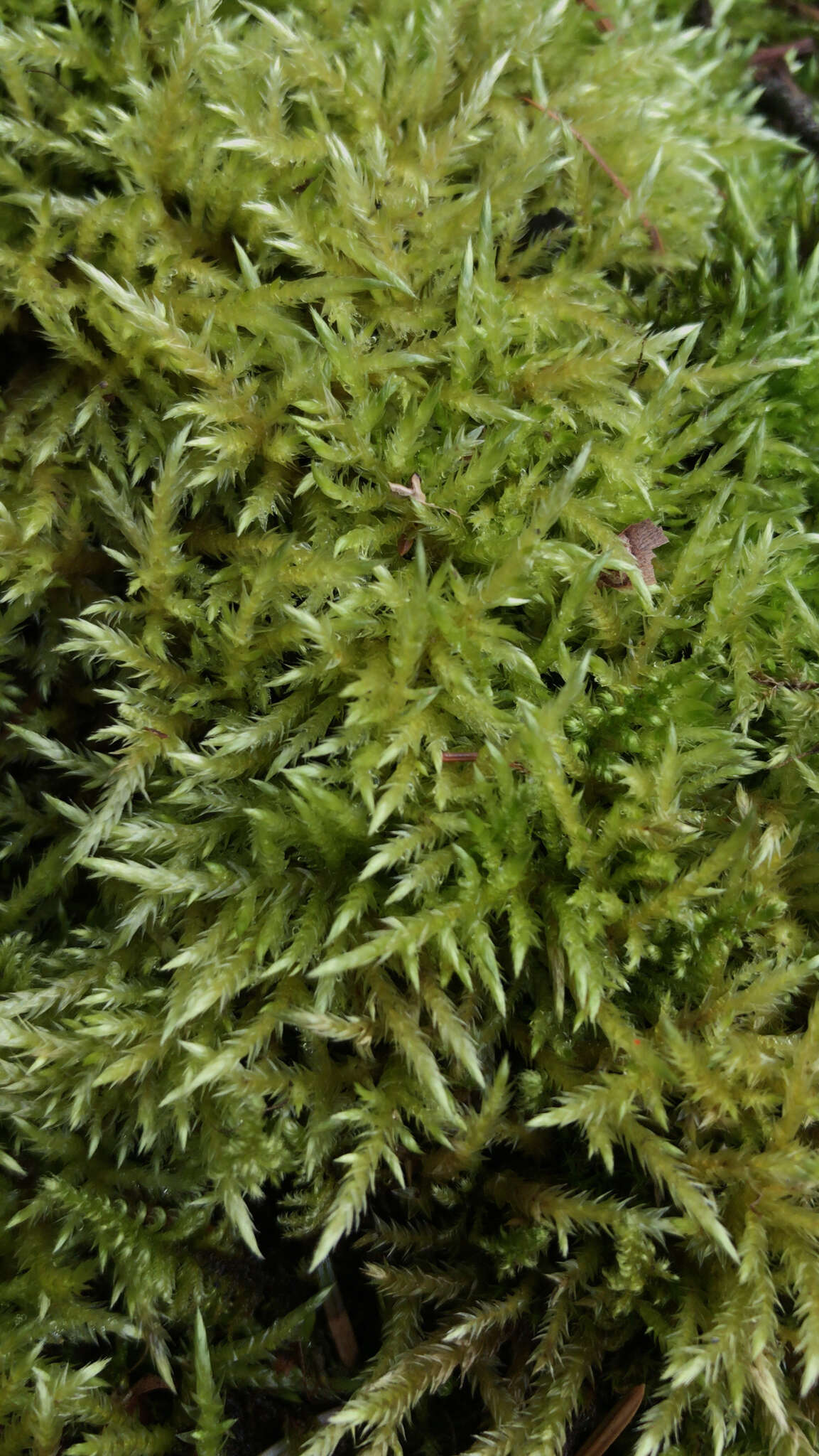 Image of hair-pointed feather-moss