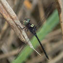 Слика од Pornothemis serrata Krüger 1902