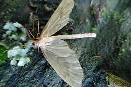 Image of kāmahi green spindle