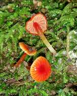 Image of Hygrocybe minutula (Peck) Murrill 1916