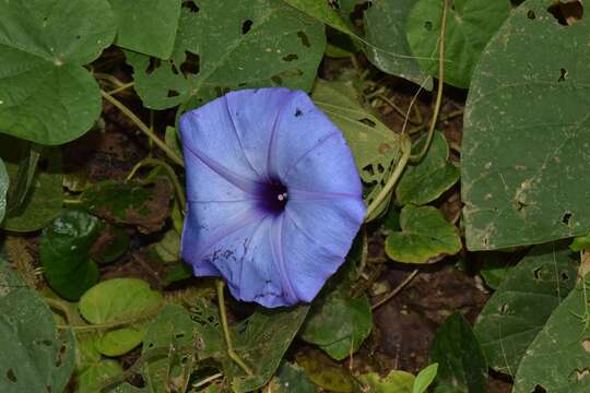 Image of Ipomoea ophiodes Standl. & Steyerm.