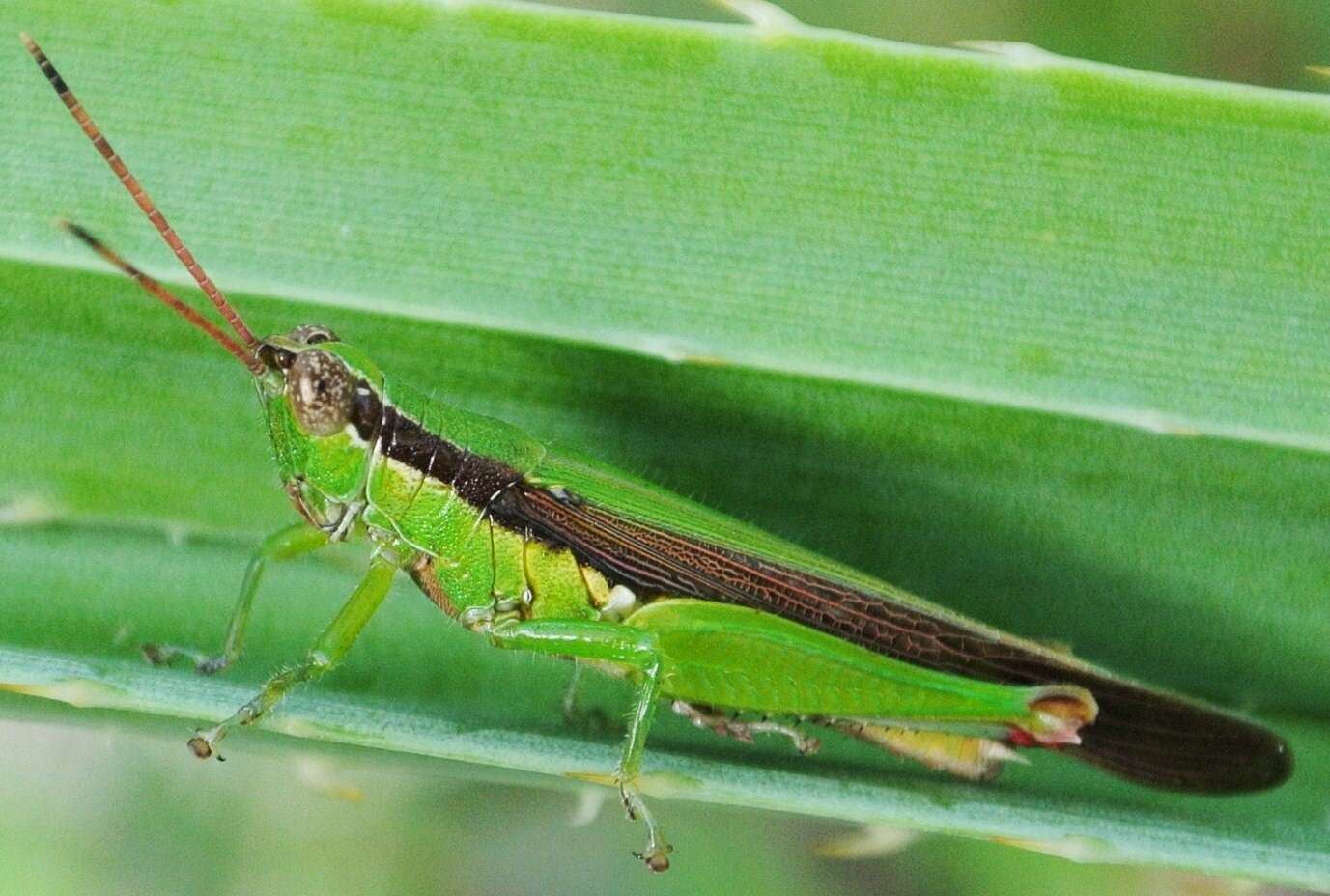 Image de Gesonula mundata (Walker & F. 1870)