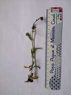 Image of Myosotis discolor subsp. dubia (Arrondeau) Blaise
