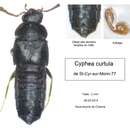 Слика од Cyphea curtula (Erichson 1837)