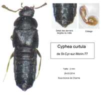 Image of Cyphea curtula (Erichson 1837)