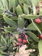 Imagem de Arctostaphylos glandulosa subsp. mollis (J. E. Adams) P. V. Wells