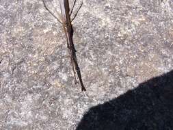 Image of Brown Waterscorpion