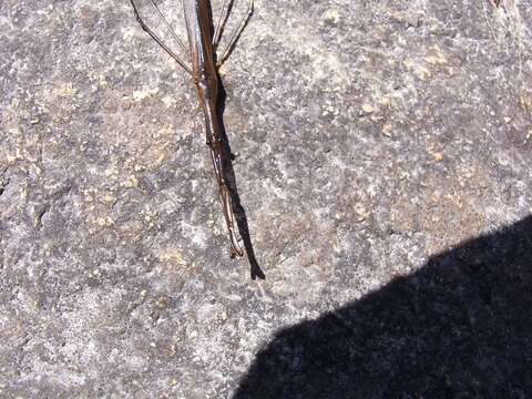 Image of Brown Waterscorpion