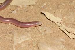 Image of Northern Blind Snake