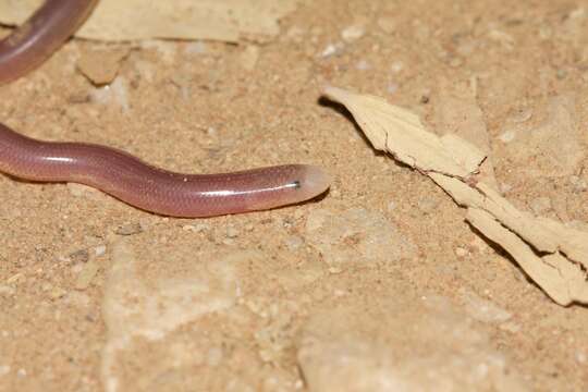 Image of Northern Blind Snake