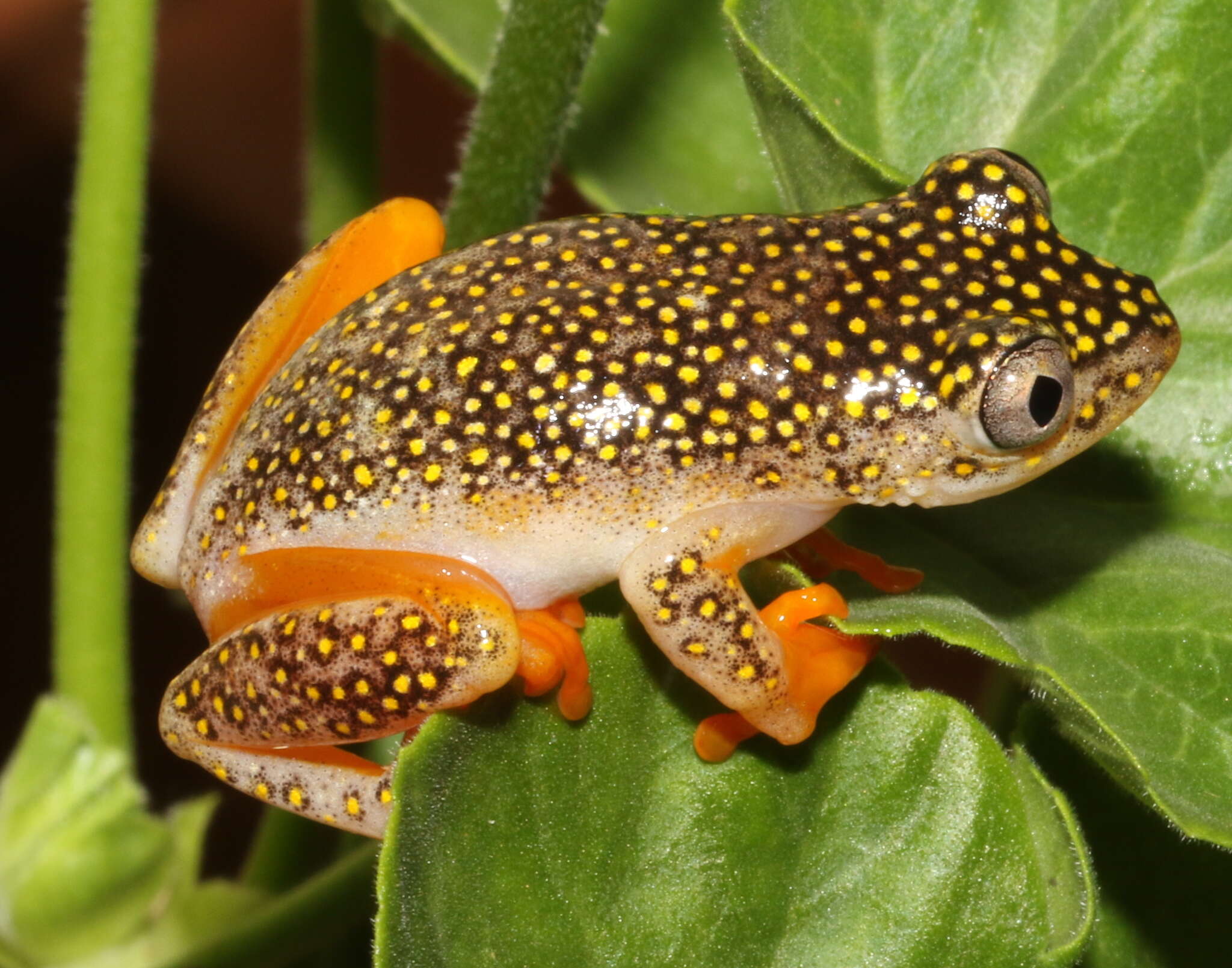 Imagem de Heterixalus alboguttatus (Boulenger 1882)