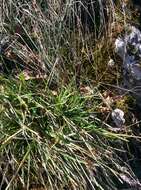 Imagem de Sesleria caerulea (L.) Ard.